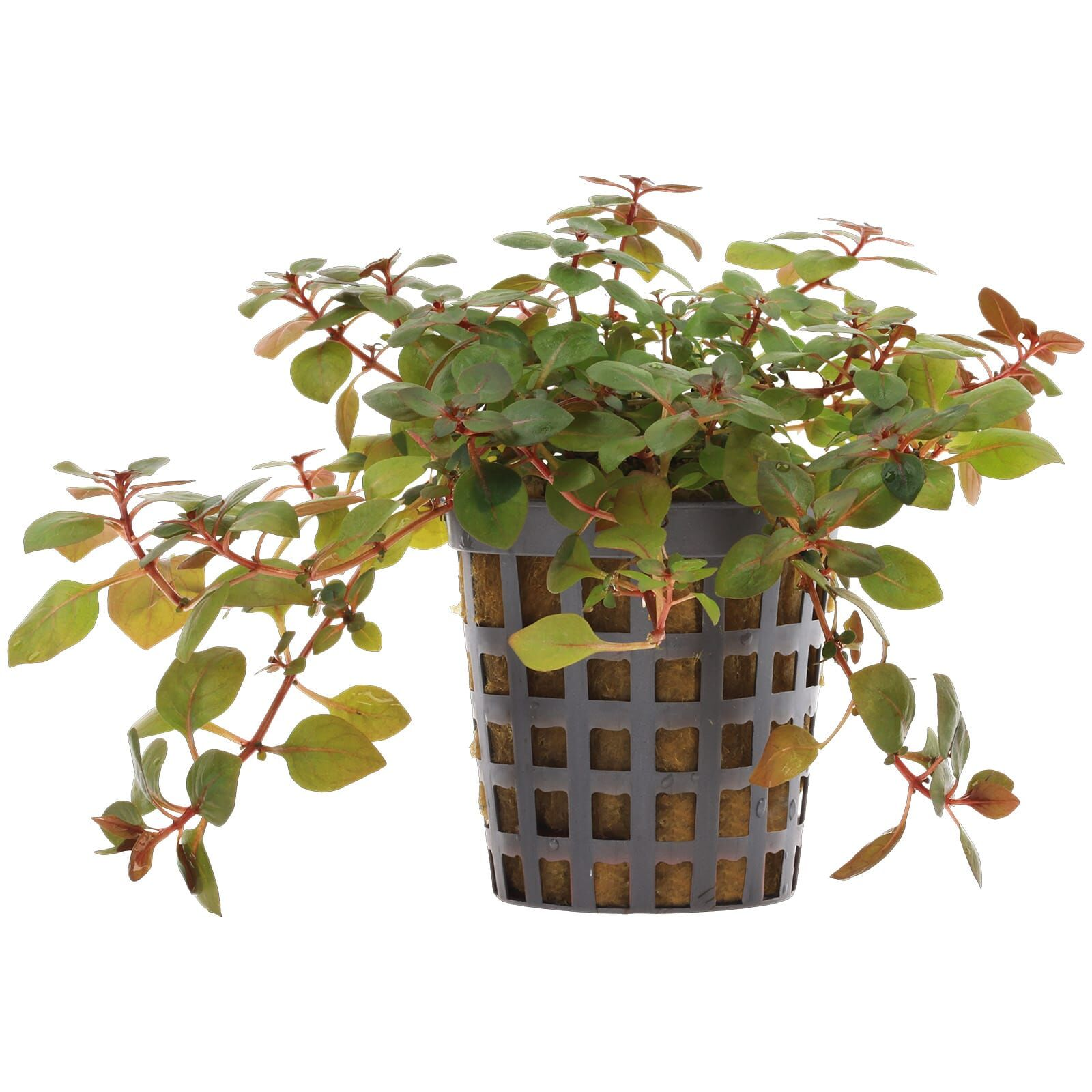 Ludwigia sp Super Red Bunt - Bilde 3
