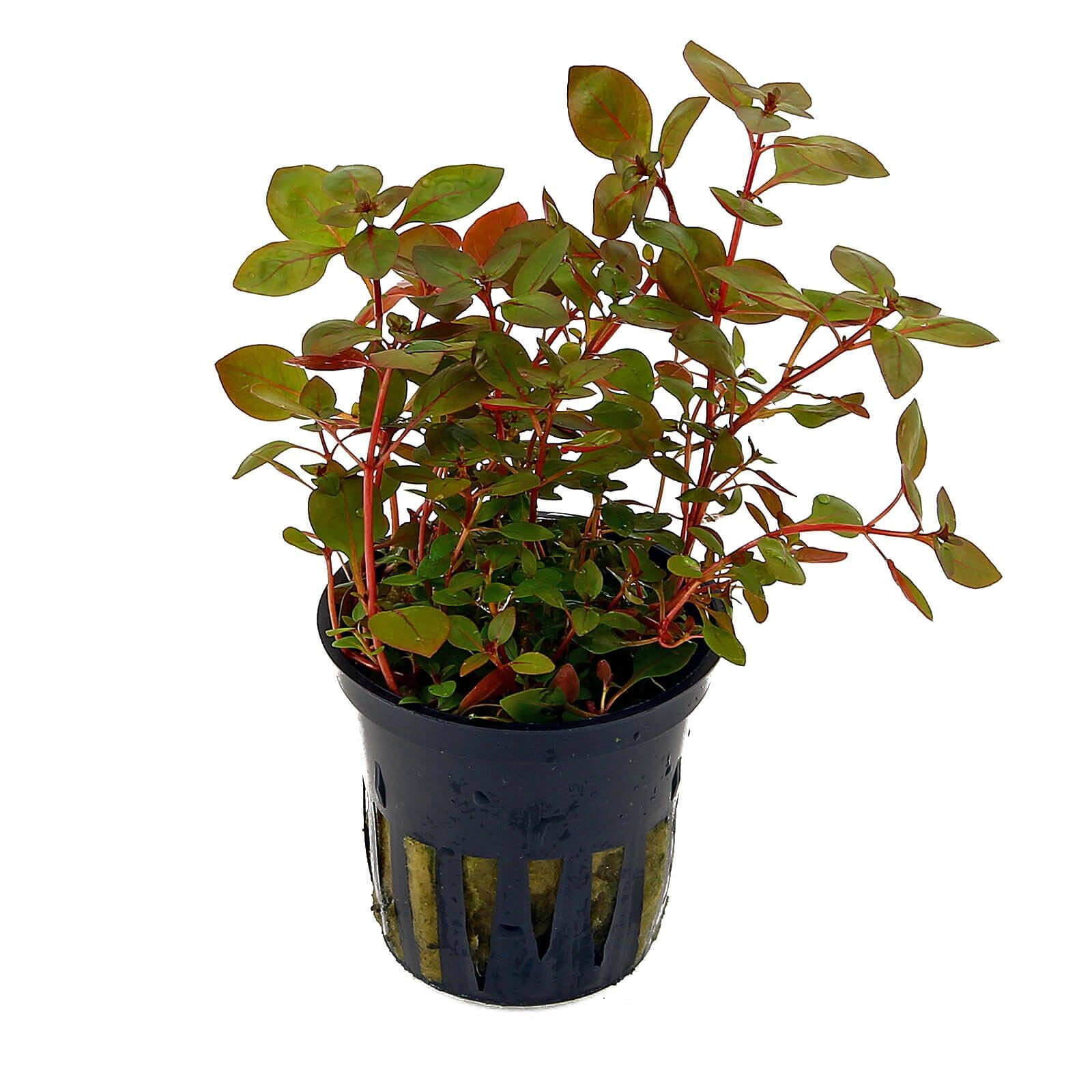 Ludwigia sp Super Red Bunt - Bilde 2