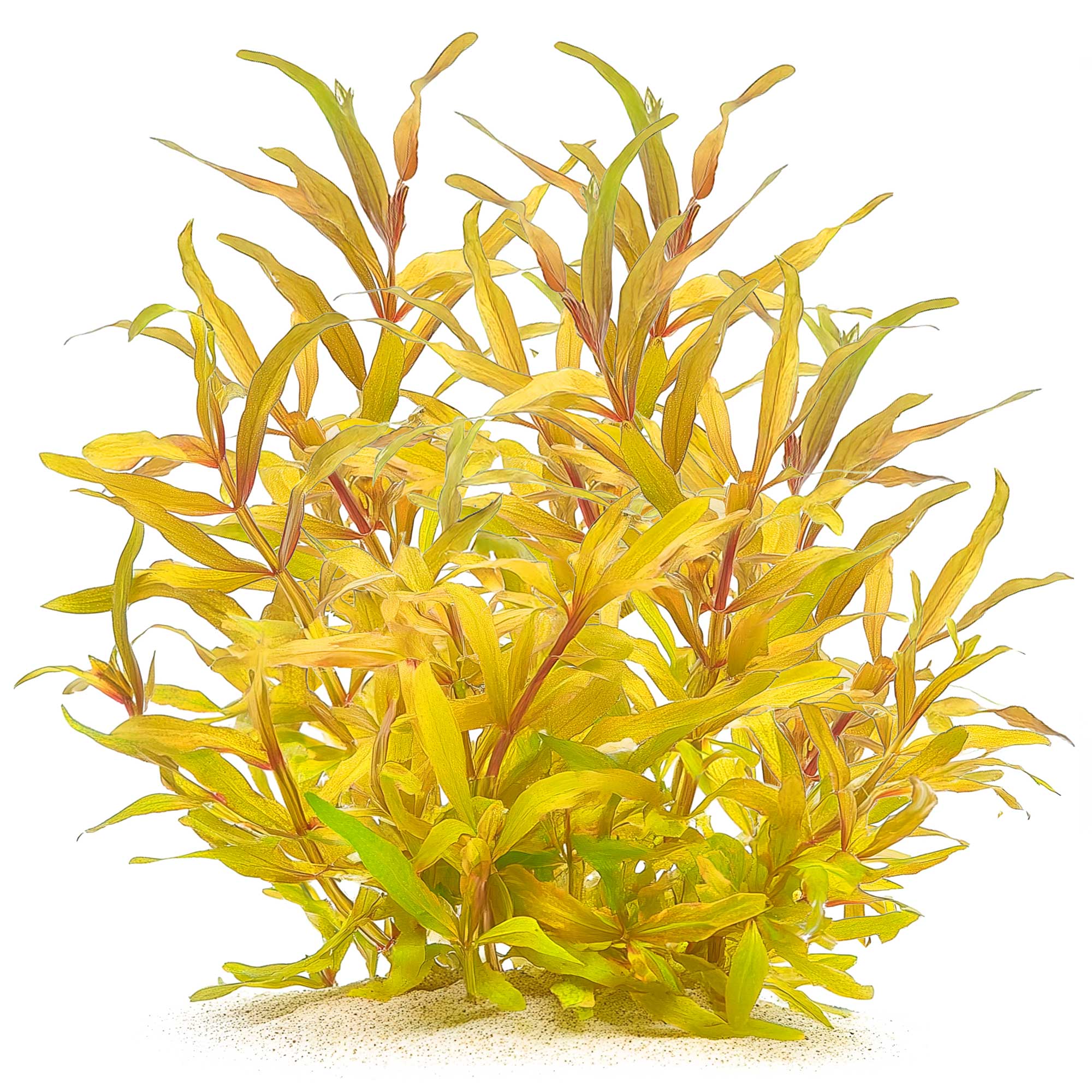 Ammania pedicellata Gold