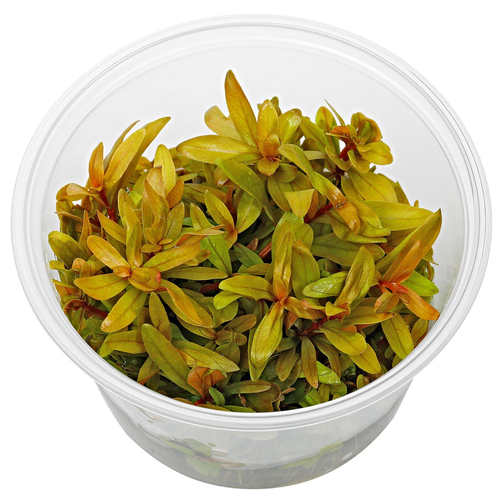 Ammania pedicellata Gold - Bilde 3