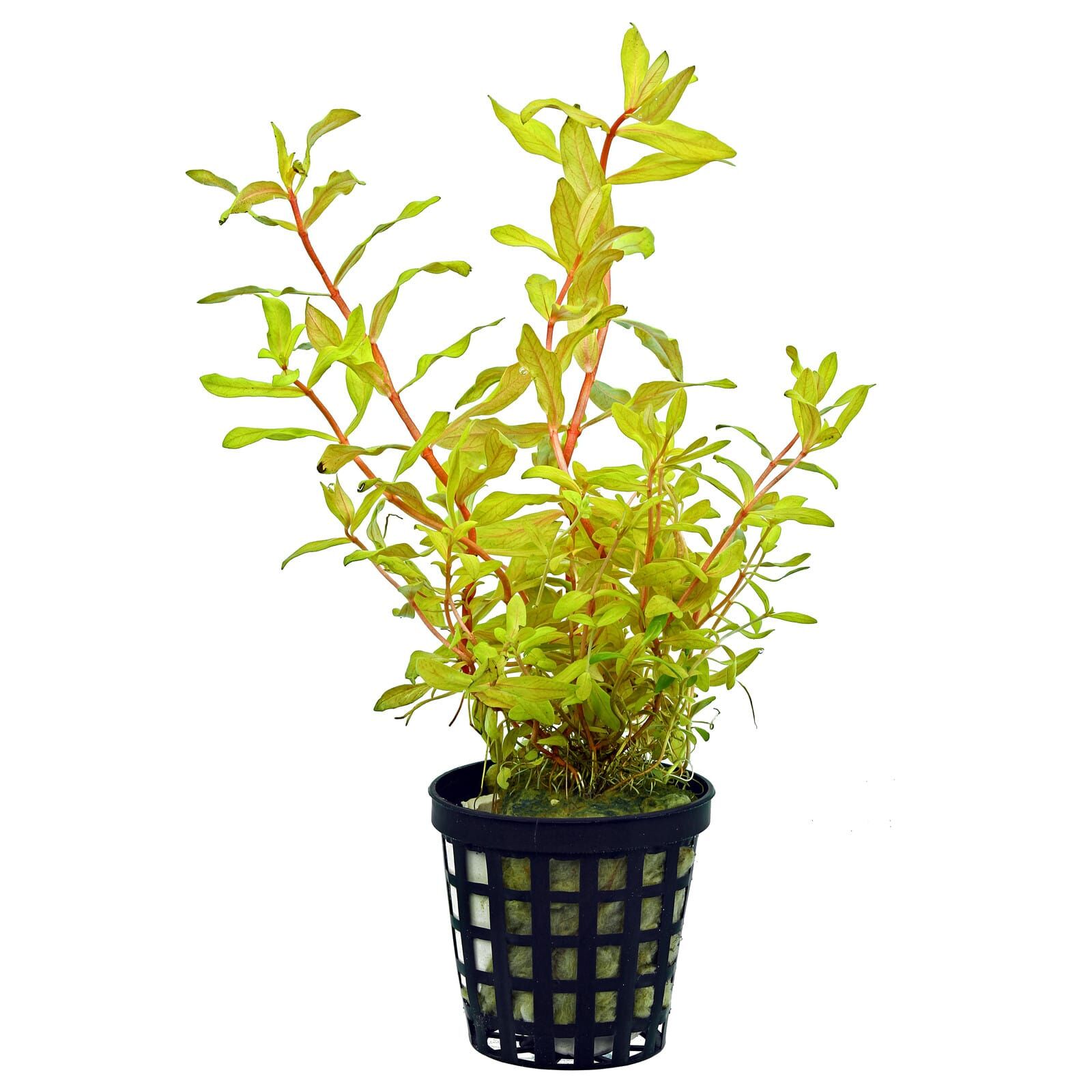 Ammania pedicellata Gold - Bilde 2