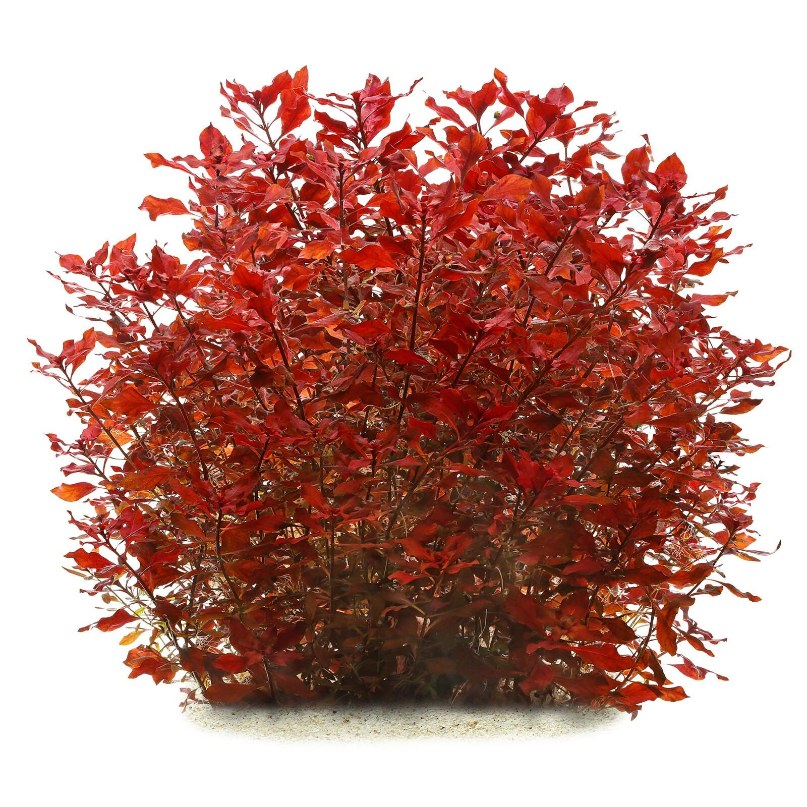 Ludwigia sp Super Red Bunt