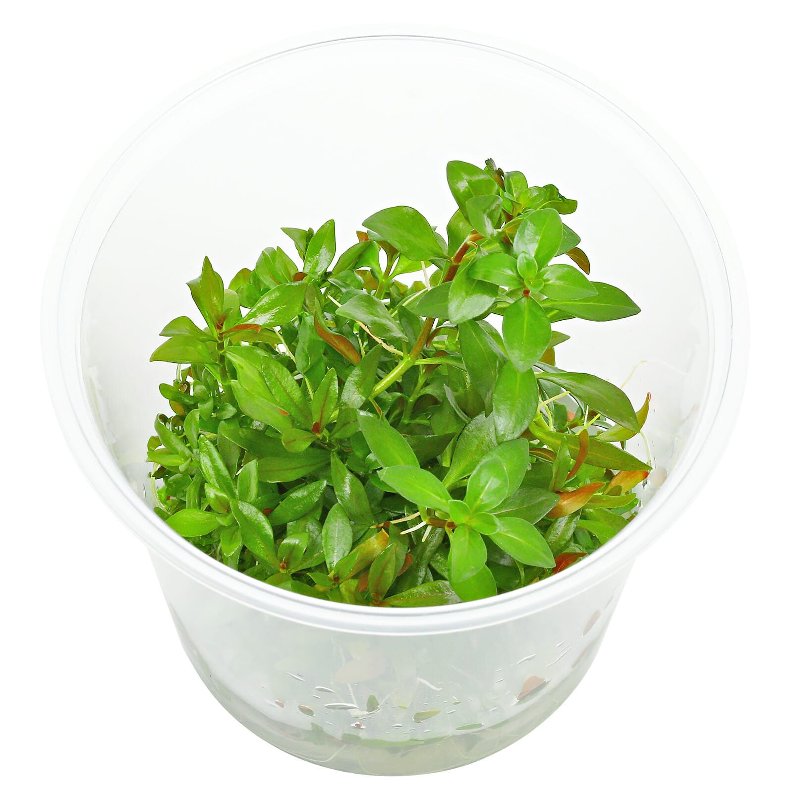 Ludwigia Arcuata - Bilde 2