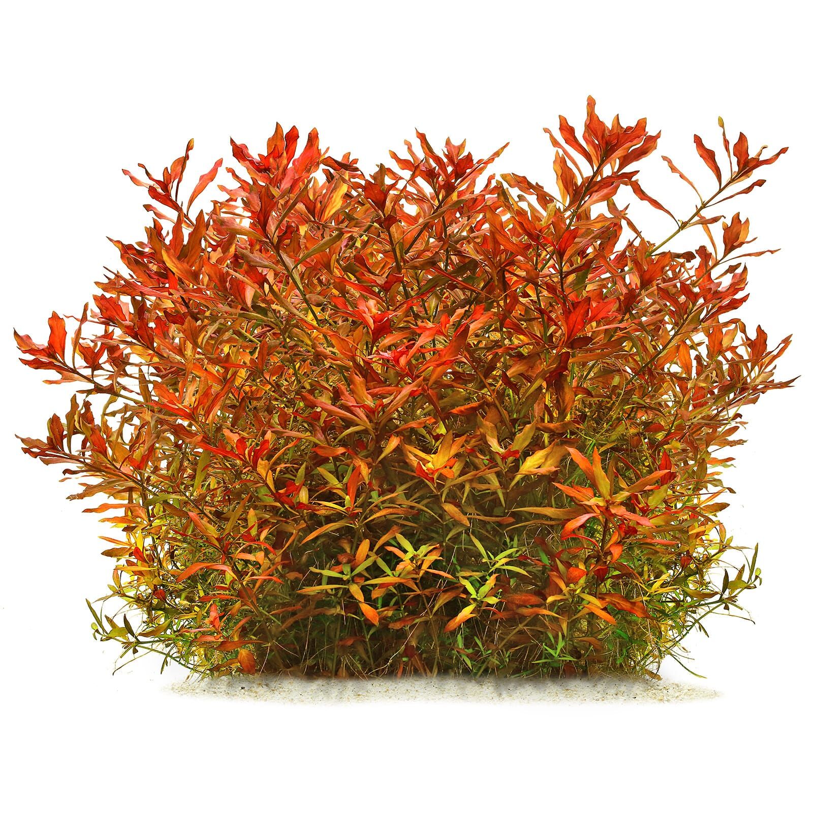 Ludwigia Arcuata