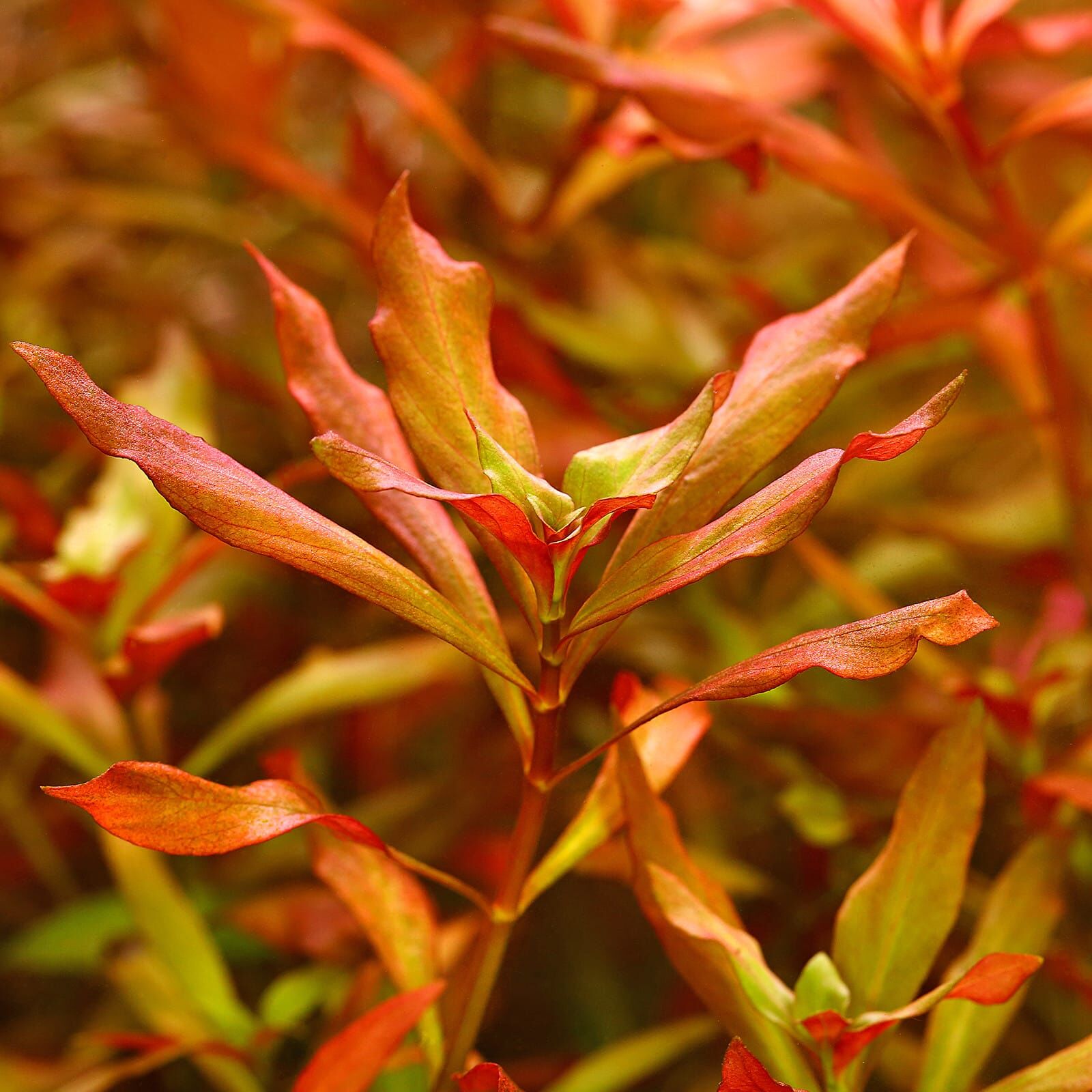 Ludwigia Arcuata - Bilde 3