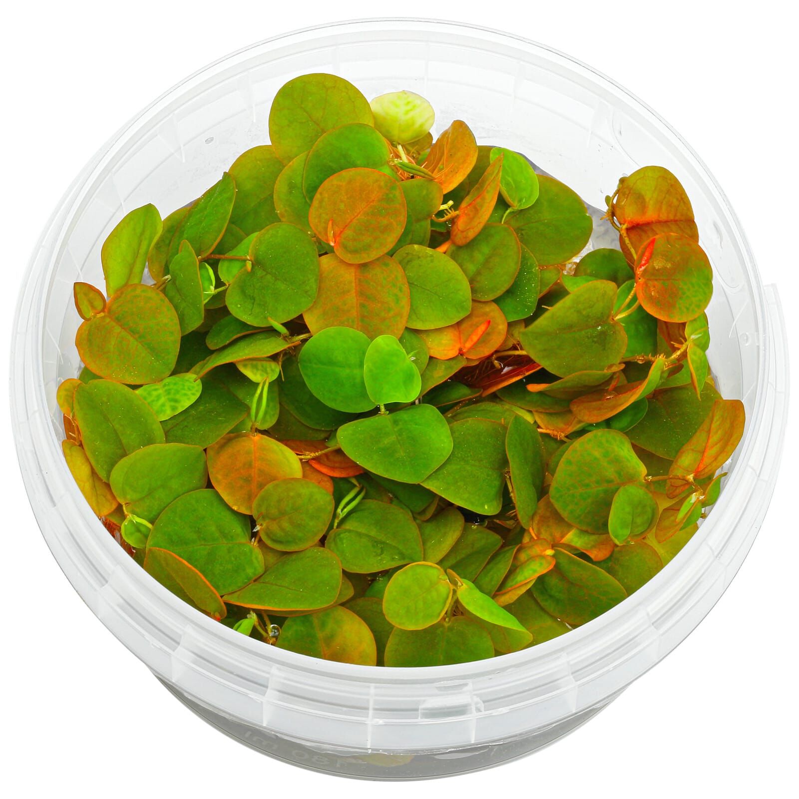 Phyllanthus Flutians Invitro - Bilde 2