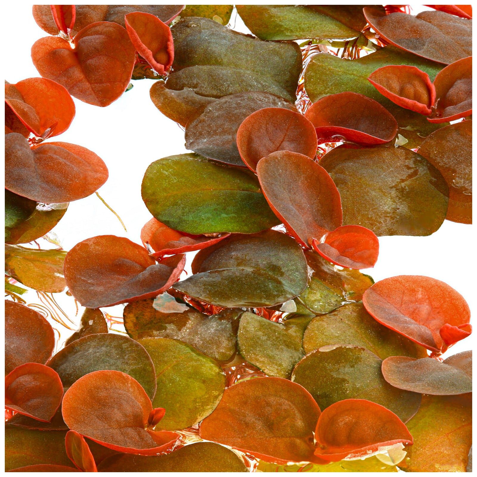 Phyllanthus Flutians Invitro