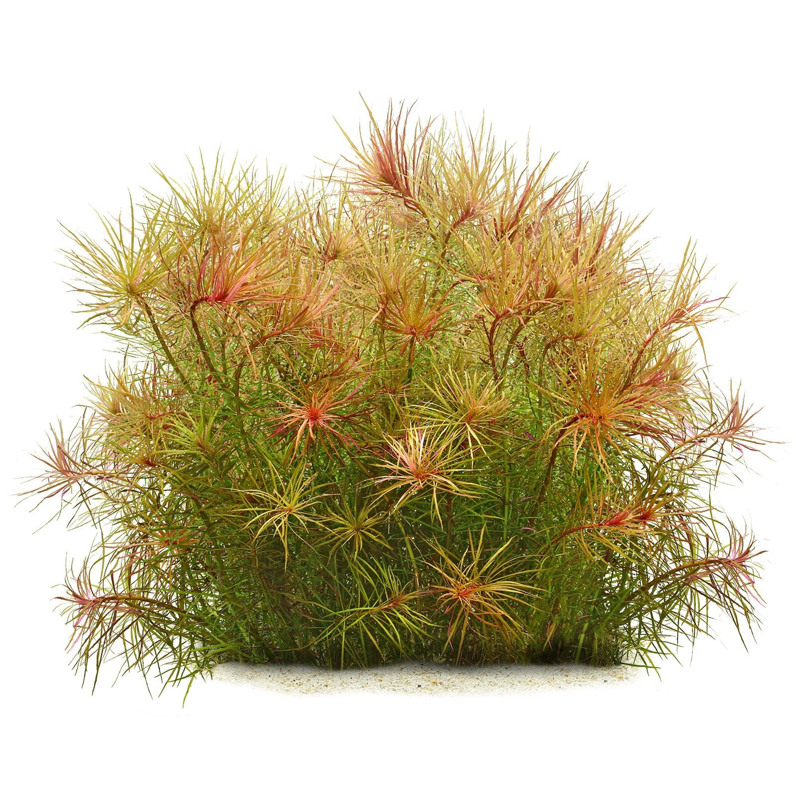 Eusteralis stellata