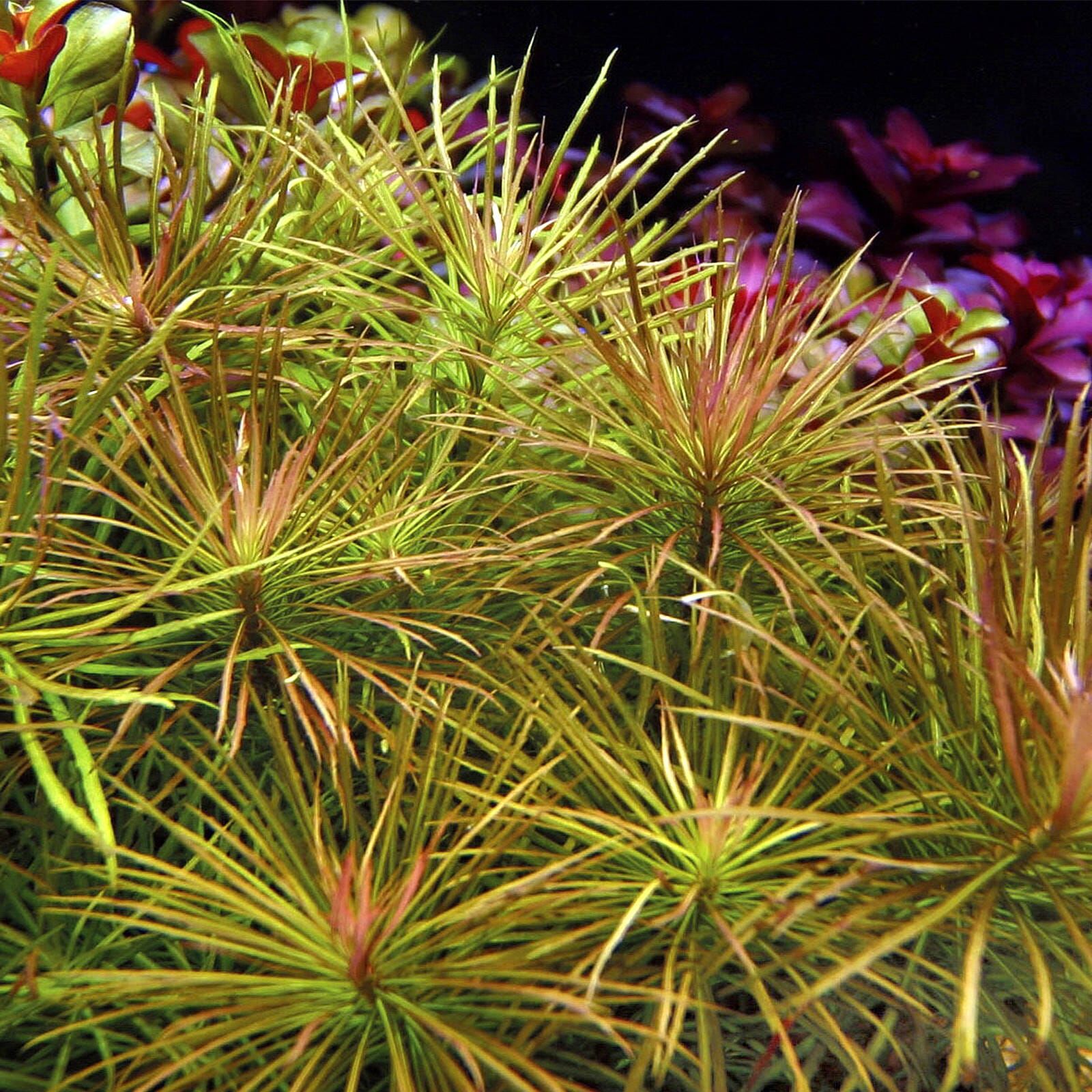 Eusteralis stellata - Bilde 3