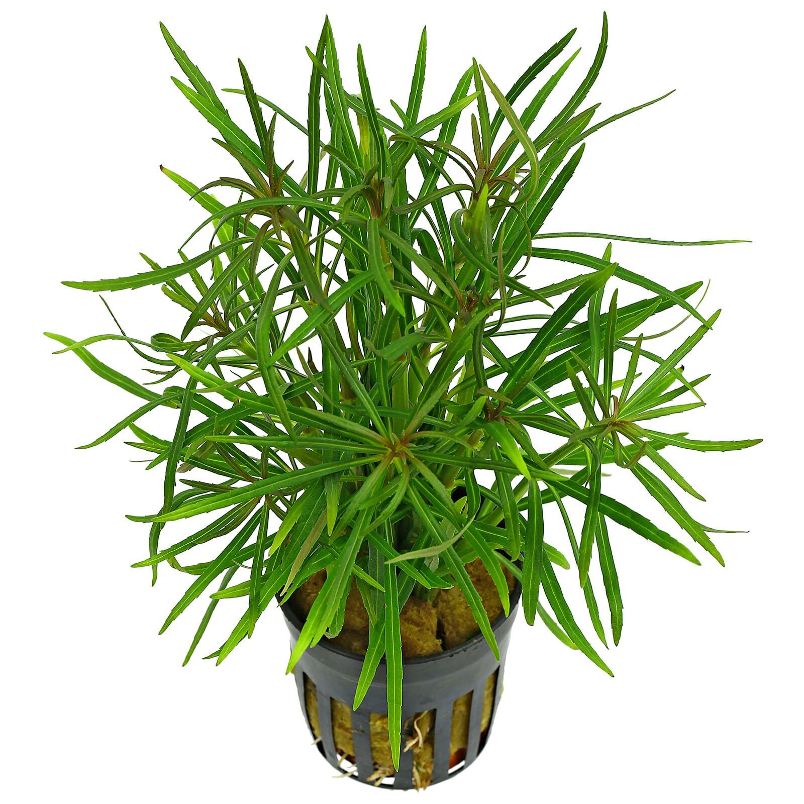 Eusteralis stellata - Bilde 2