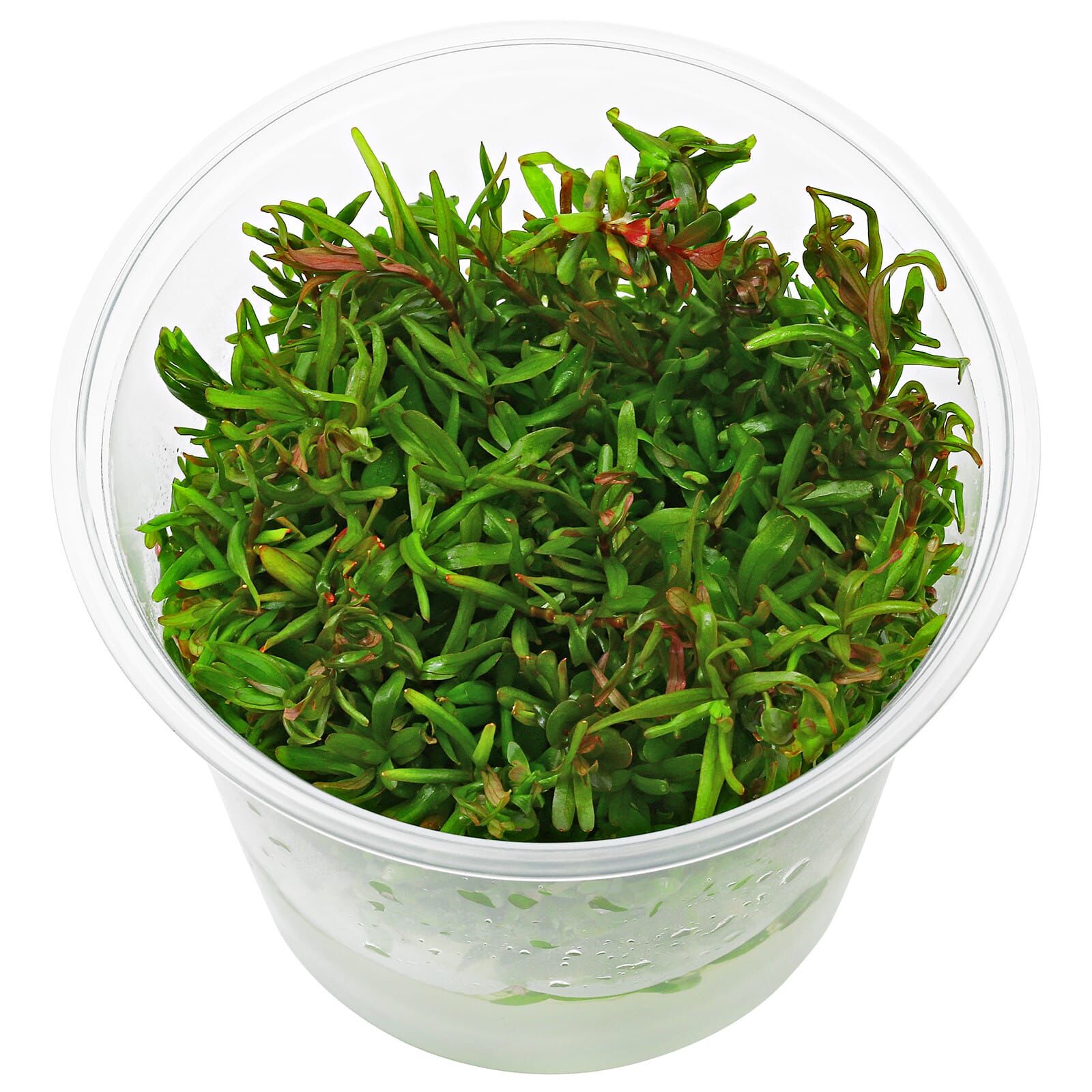 Rotala Yao Yai - Bilde 2
