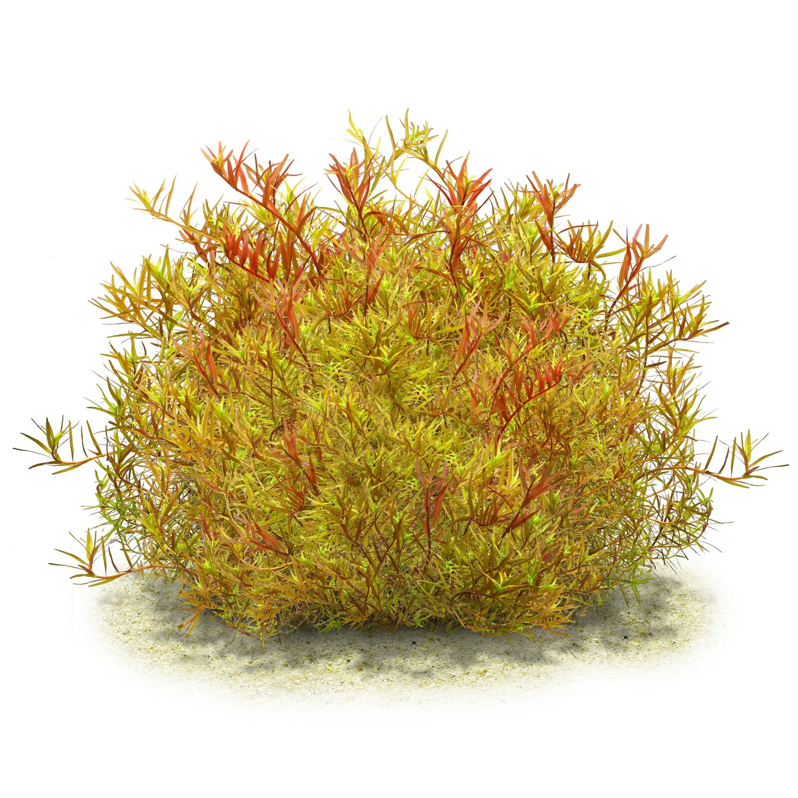 Rotala Yao Yai