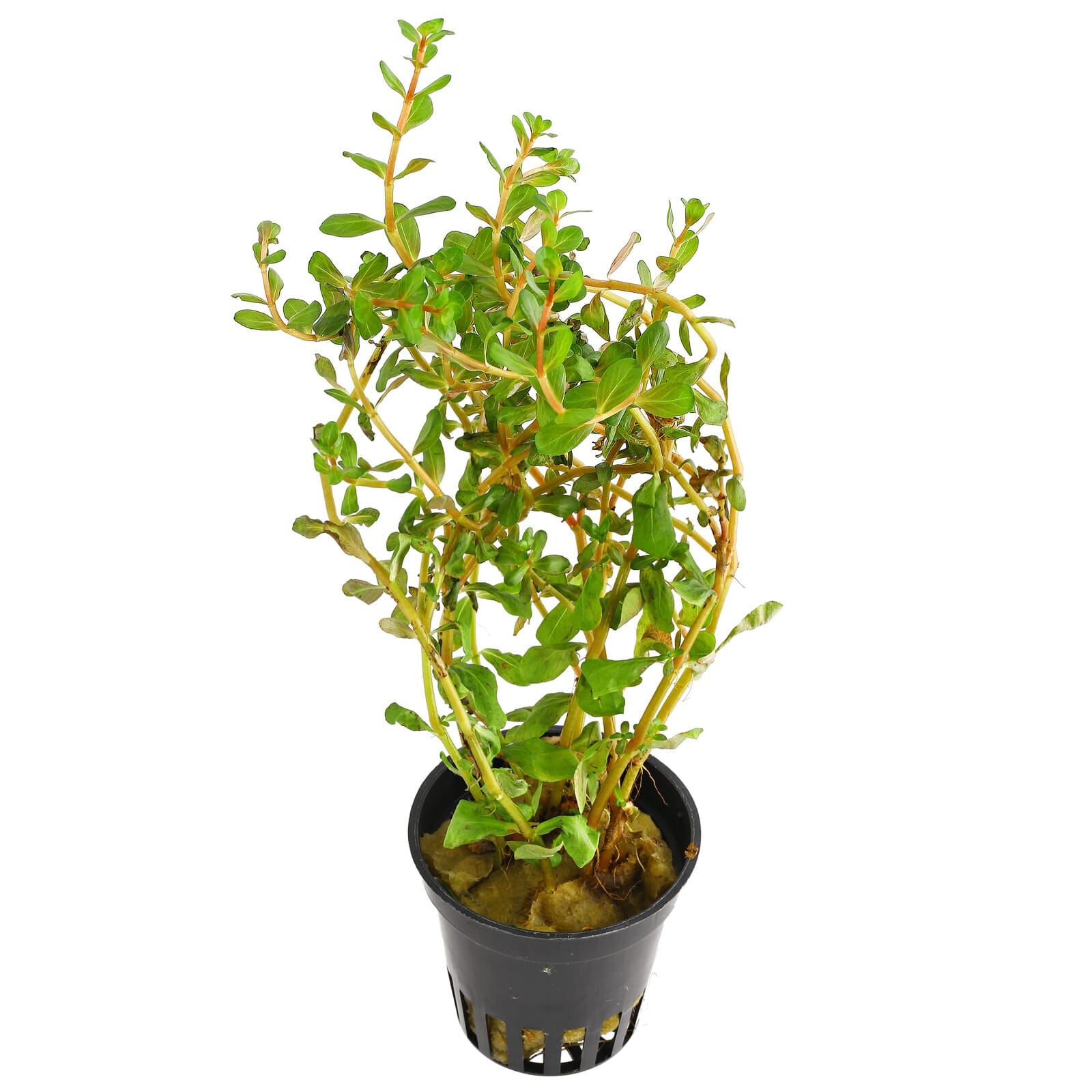 Rotala Vietnam Hra - Bilde 2