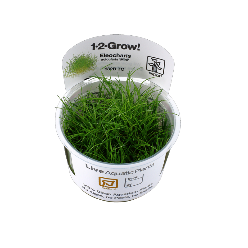 Eleocharis sp. 'Mini' invitro