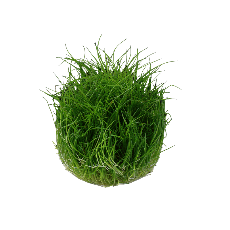 Eleocharis sp. 'Mini' invitro - Bilde 2