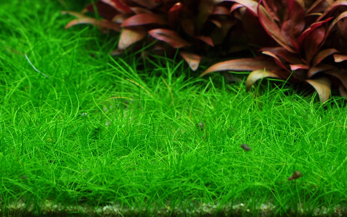Eleocharis sp. 'Mini' invitro - Bilde 3