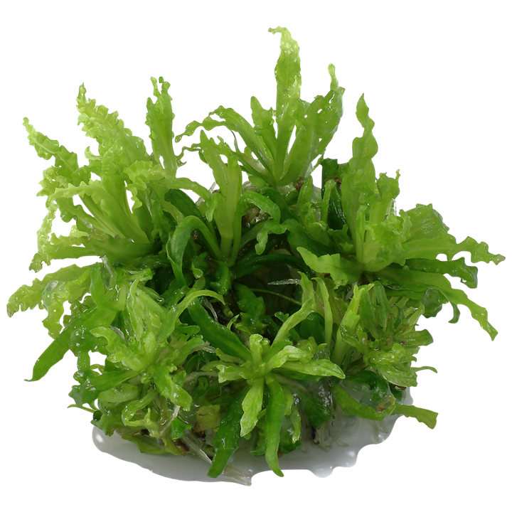 Pogostemon helferii Invitro