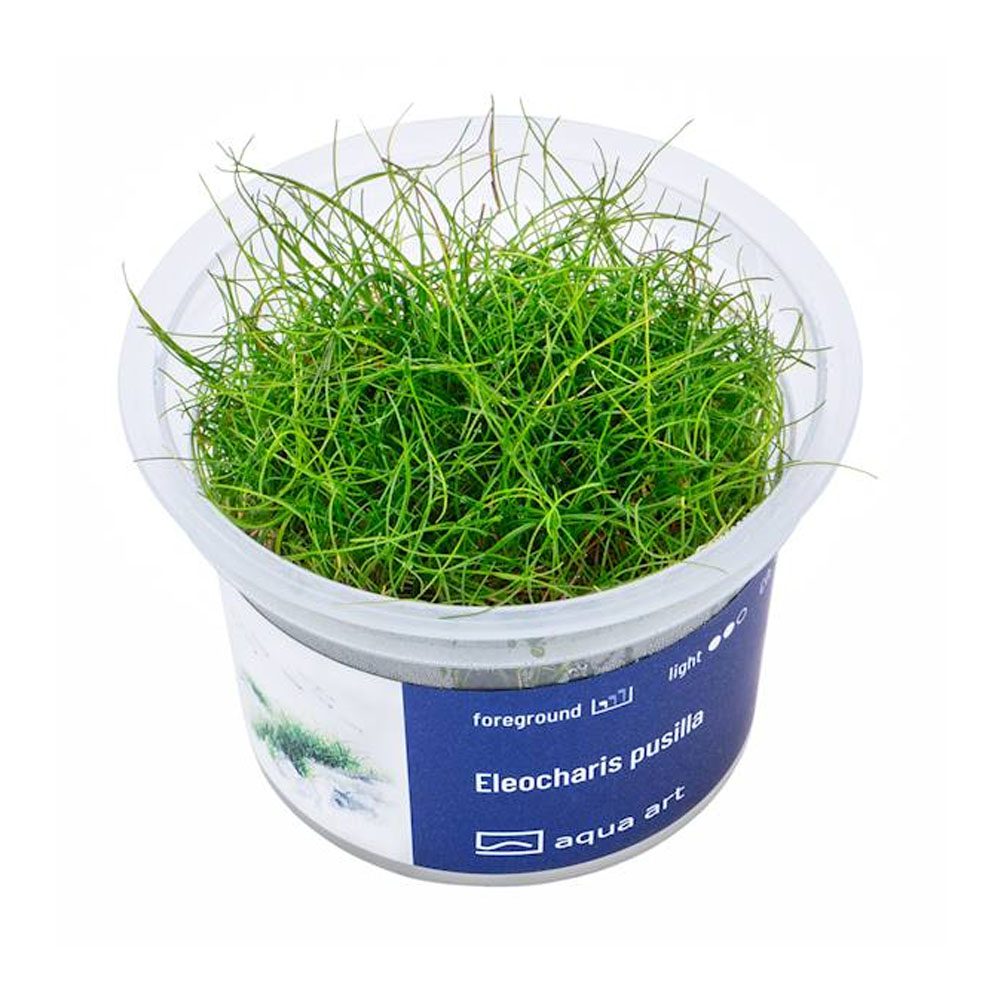Eleocharis pusilla invitro
