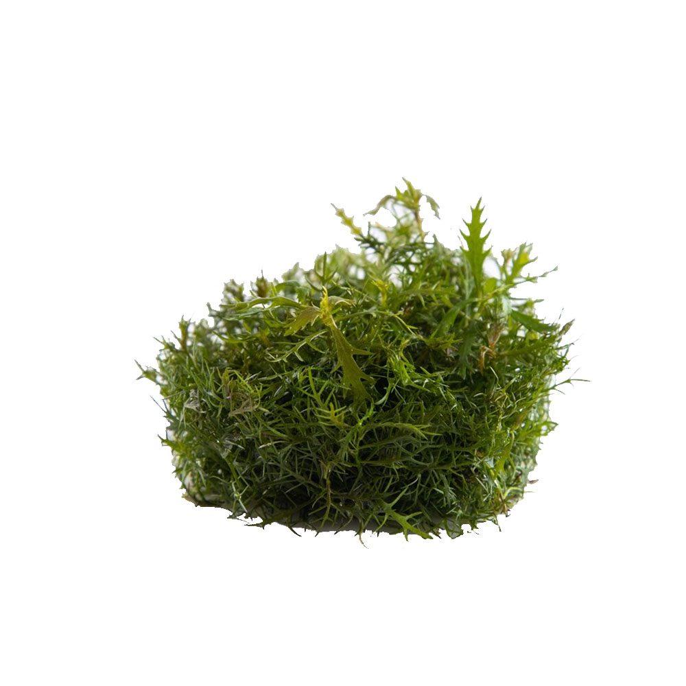 Proserpinaca Palustris Cuba Invitro