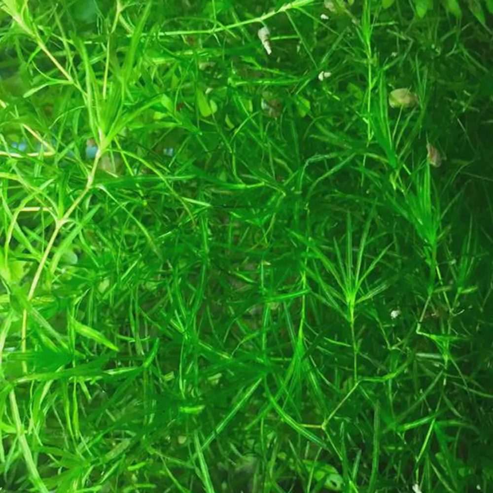 Najas guadalupensis guppygress invitro